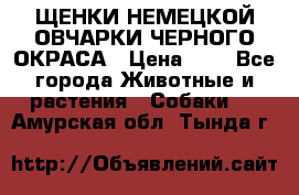 ЩЕНКИ НЕМЕЦКОЙ ОВЧАРКИ ЧЕРНОГО ОКРАСА › Цена ­ 1 - Все города Животные и растения » Собаки   . Амурская обл.,Тында г.